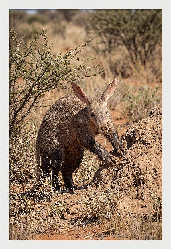 Aardvark Exploring Termite Mound