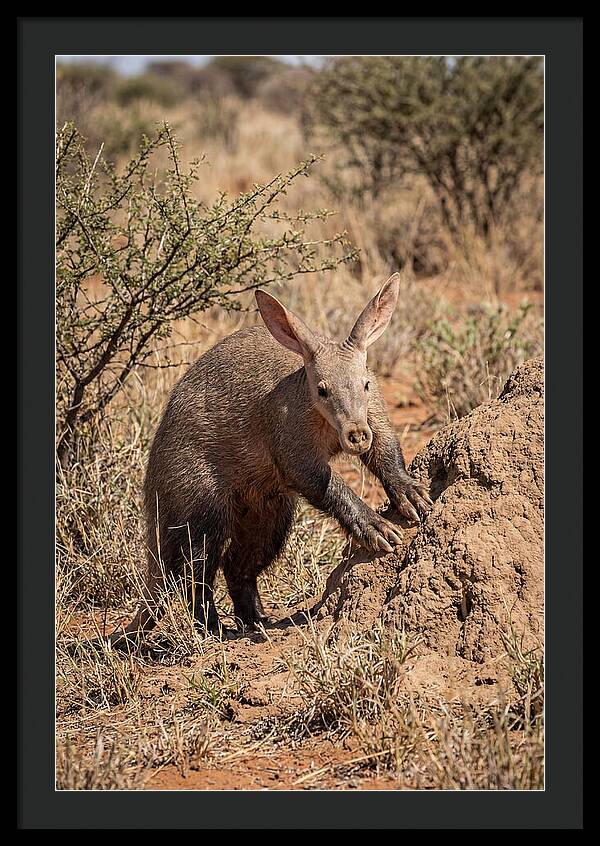 Aardvark Exploring Termite Mound