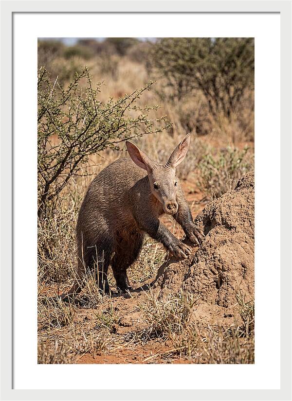 Aardvark Exploring Termite Mound