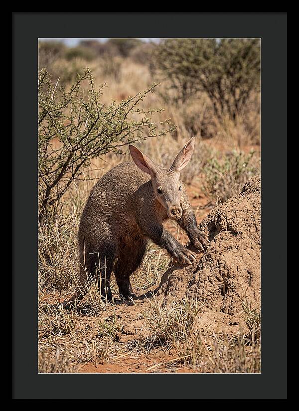 Aardvark Exploring Termite Mound