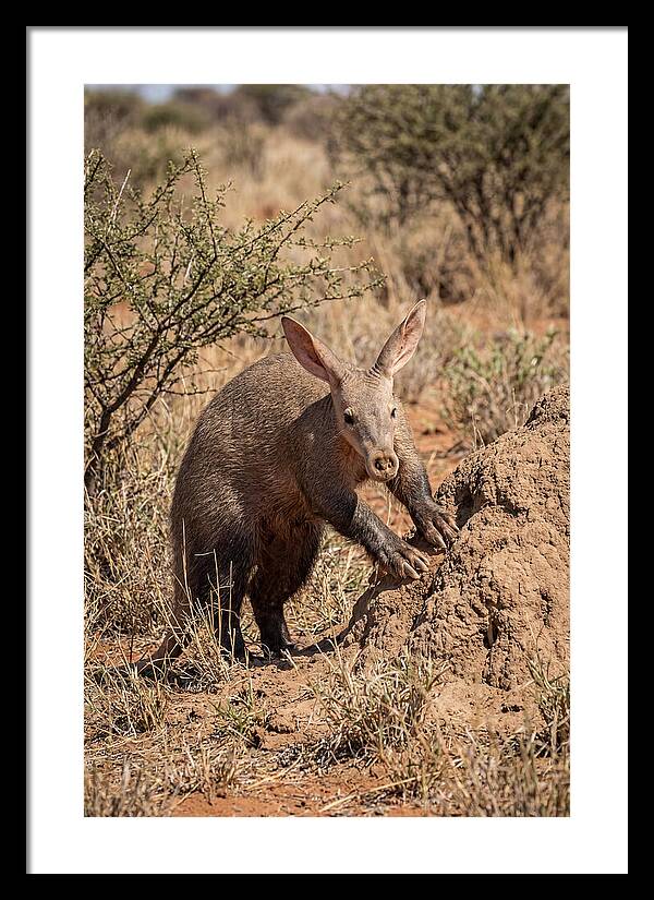Aardvark Exploring Termite Mound