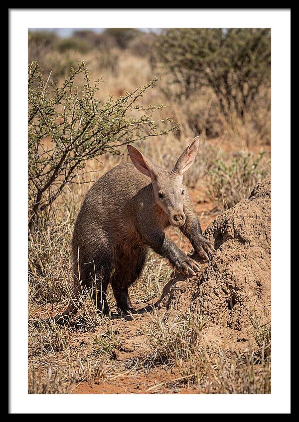 Aardvark Exploring Termite Mound