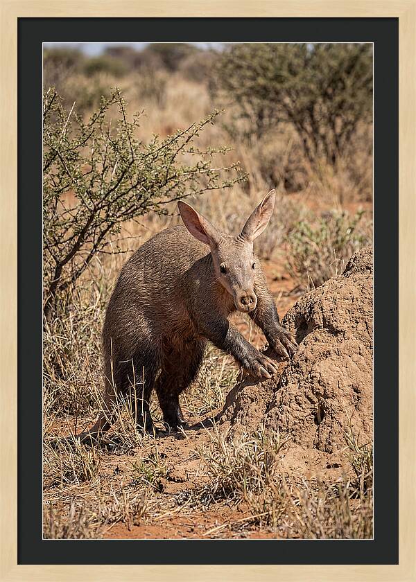 Aardvark Exploring Termite Mound