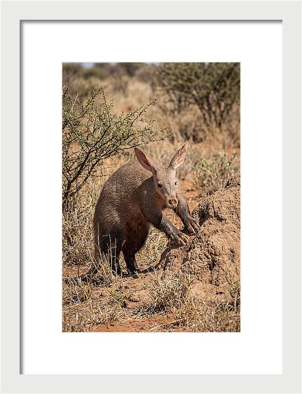 Aardvark Exploring Termite Mound