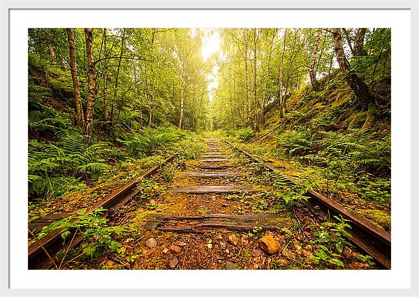 Abandoned Railway Cutting Reclaimed