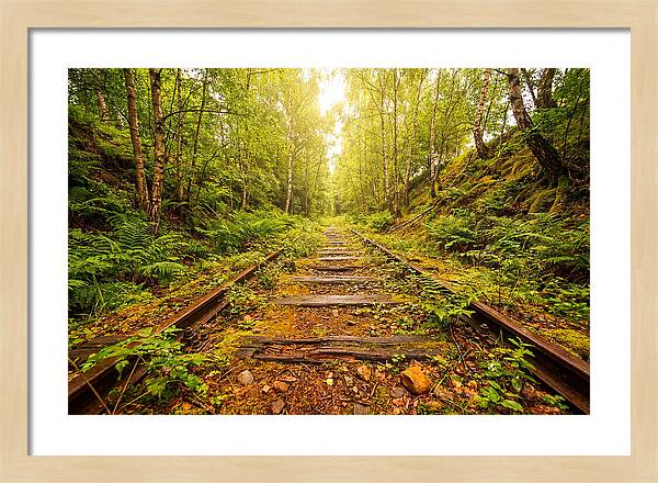 Abandoned Railway Cutting Reclaimed
