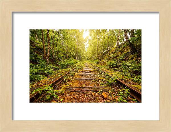 Abandoned Railway Cutting Reclaimed