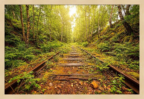 Abandoned Railway Cutting Reclaimed