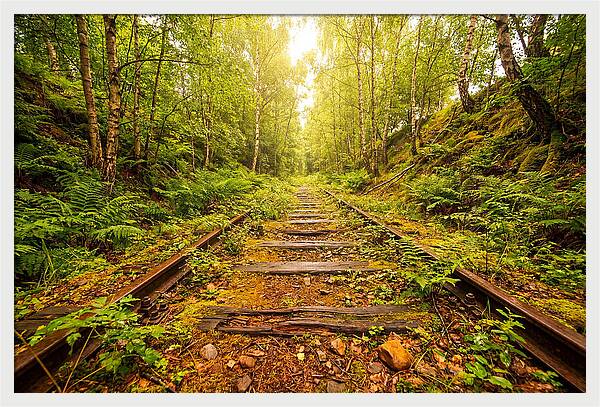 Abandoned Railway Cutting Reclaimed