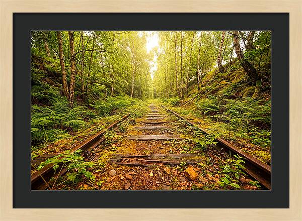 Abandoned Railway Cutting Reclaimed