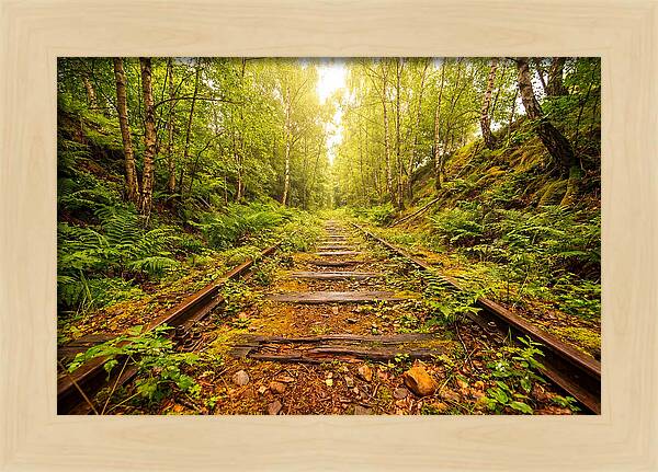Abandoned Railway Cutting Reclaimed