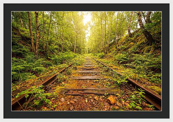 Abandoned Railway Cutting Reclaimed