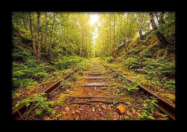 Abandoned Railway Cutting Reclaimed