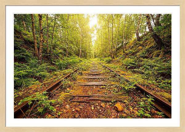 Abandoned Railway Cutting Reclaimed