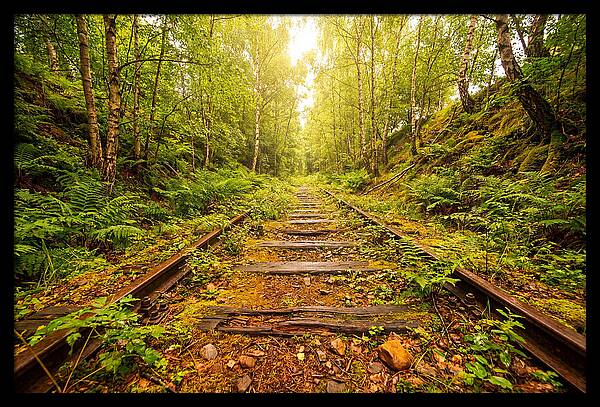 Abandoned Railway Cutting Reclaimed