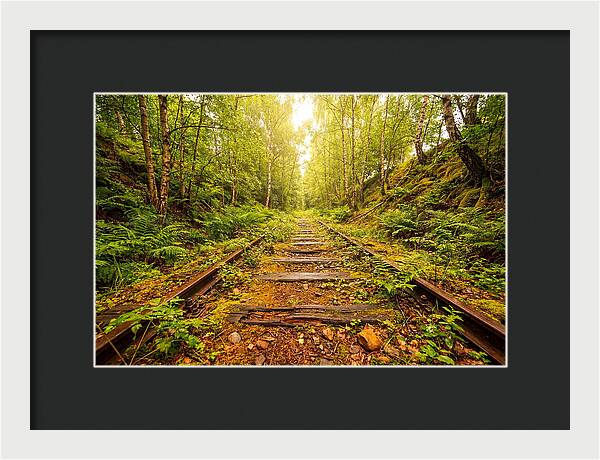 Abandoned Railway Cutting Reclaimed