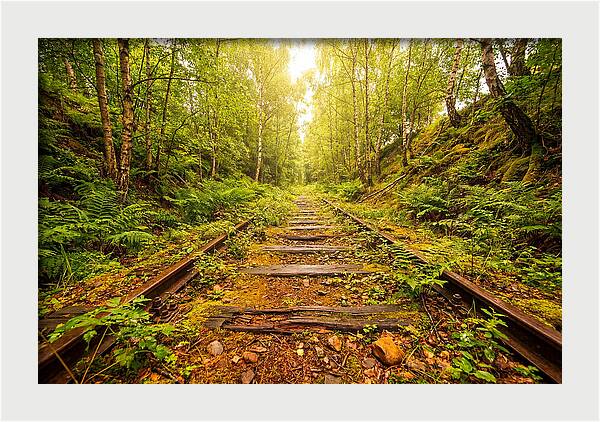 Abandoned Railway Cutting Reclaimed