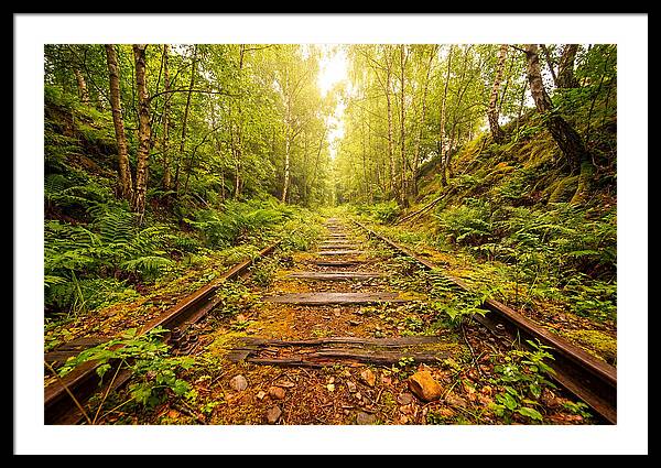 Abandoned Railway Cutting Reclaimed