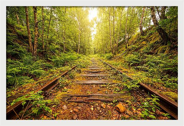 Abandoned Railway Cutting Reclaimed