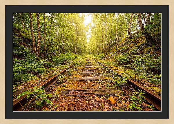 Abandoned Railway Cutting Reclaimed