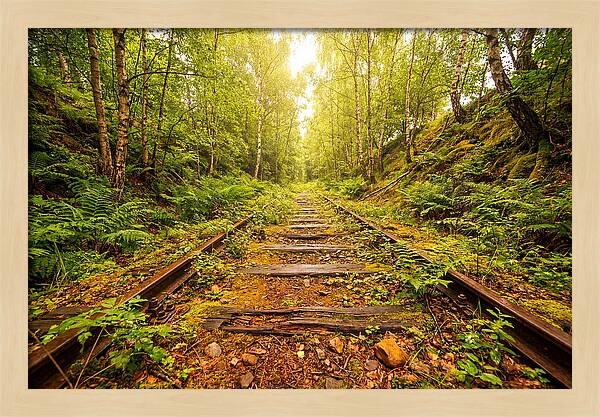 Abandoned Railway Cutting Reclaimed