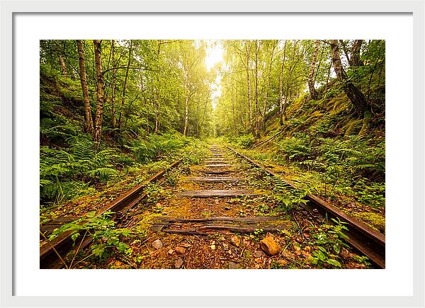 Abandoned Railway Cutting Reclaimed