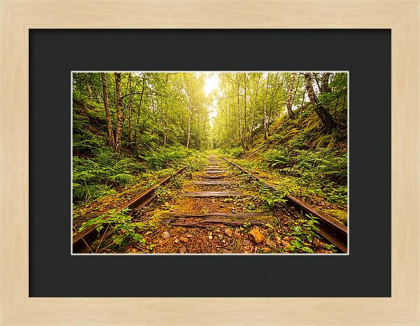 Abandoned Railway Cutting Reclaimed