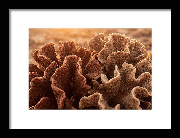 Abstract Coral Forms In Warm Terracotta