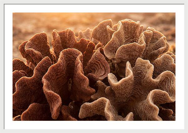 Abstract Coral Forms In Warm Terracotta
