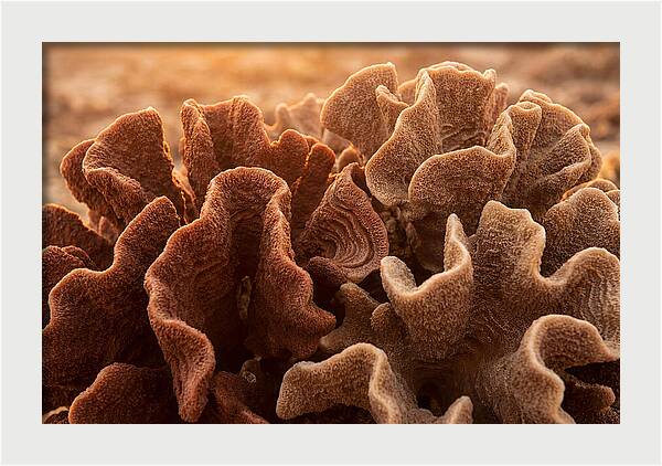 Abstract Coral Forms In Warm Terracotta