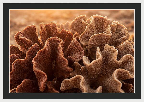 Abstract Coral Forms In Warm Terracotta