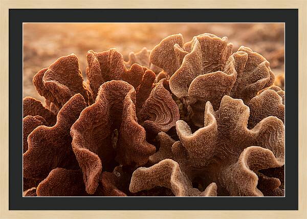 Abstract Coral Forms In Warm Terracotta
