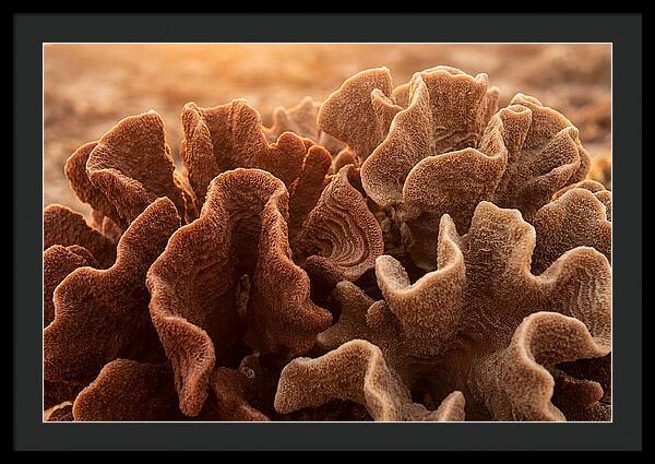 Abstract Coral Forms In Warm Terracotta
