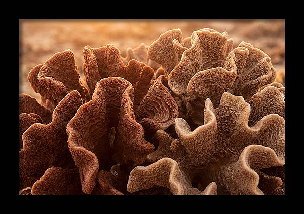Abstract Coral Forms In Warm Terracotta