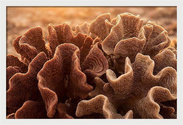 Abstract Coral Forms In Warm Terracotta