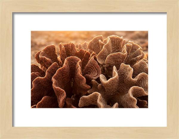 Abstract Coral Forms In Warm Terracotta