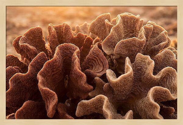 Abstract Coral Forms In Warm Terracotta
