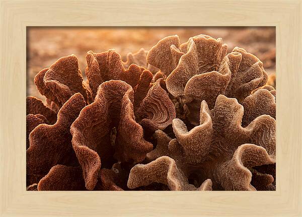 Abstract Coral Forms In Warm Terracotta