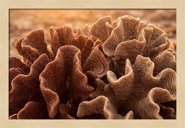 Abstract Coral Forms In Warm Terracotta