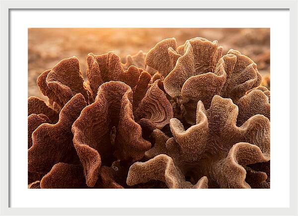 Abstract Coral Forms In Warm Terracotta