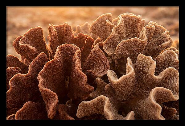 Abstract Coral Forms In Warm Terracotta