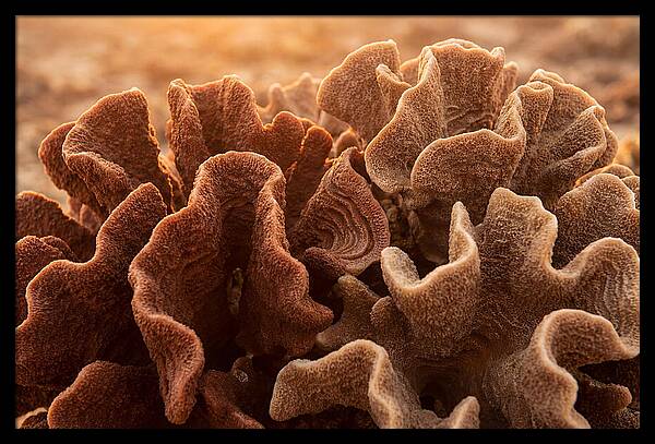 Abstract Coral Forms In Warm Terracotta