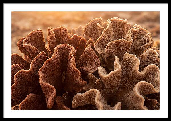 Abstract Coral Forms In Warm Terracotta