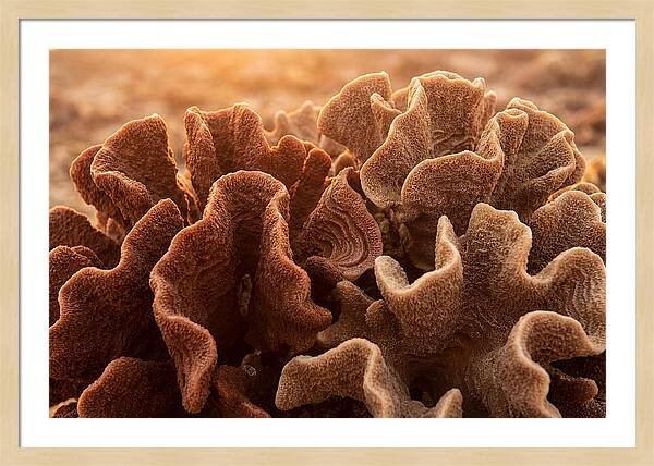 Abstract Coral Forms In Warm Terracotta