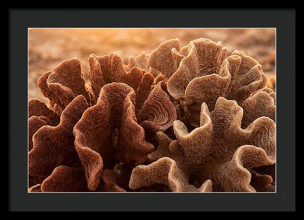 Abstract Coral Forms In Warm Terracotta