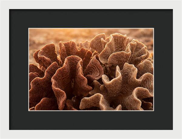 Abstract Coral Forms In Warm Terracotta