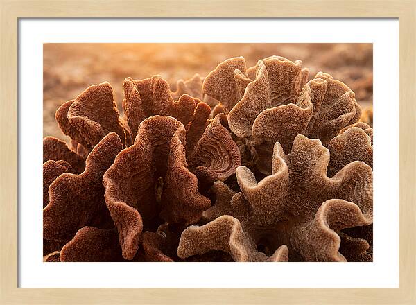 Abstract Coral Forms In Warm Terracotta