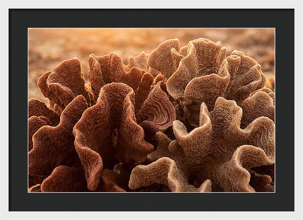 Abstract Coral Forms In Warm Terracotta
