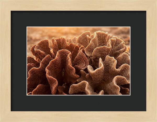 Abstract Coral Forms In Warm Terracotta