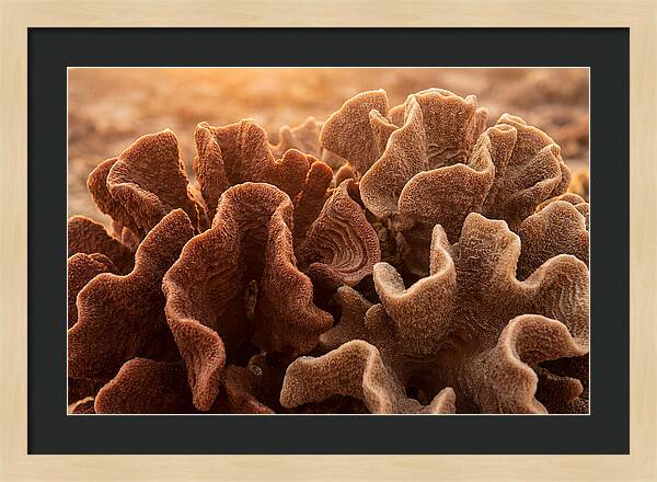 Abstract Coral Forms In Warm Terracotta